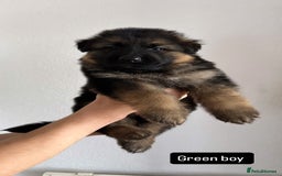 German Shepherd dogs for sale: BIG BONDED, LONG HAIRED GSD PUPPYS  - Image 22