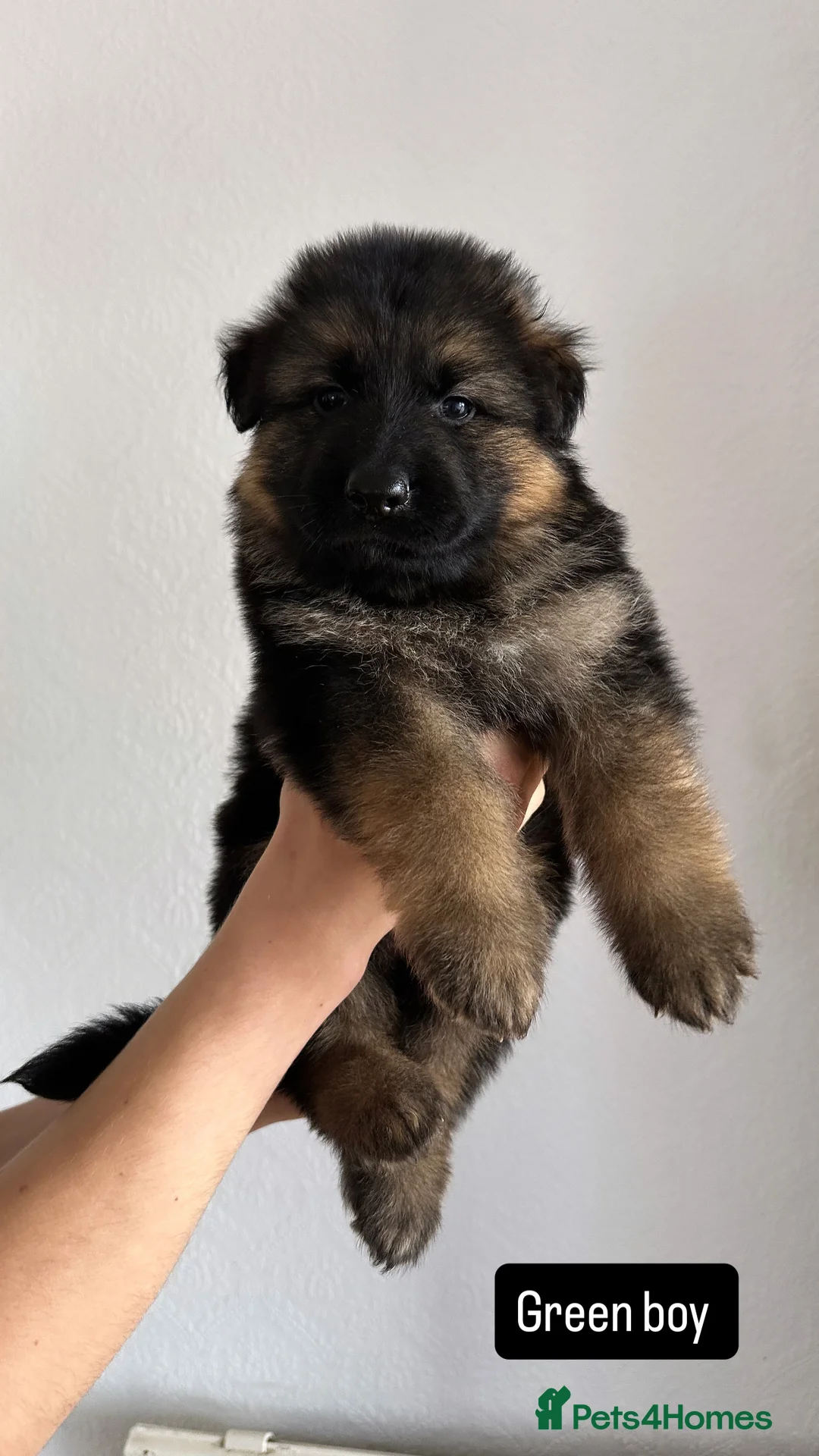 German Shepherd dogs for sale: WAITING LIST 2026 BIG BONDED, LONG HAIRED PUPPYS  - Advert 21
