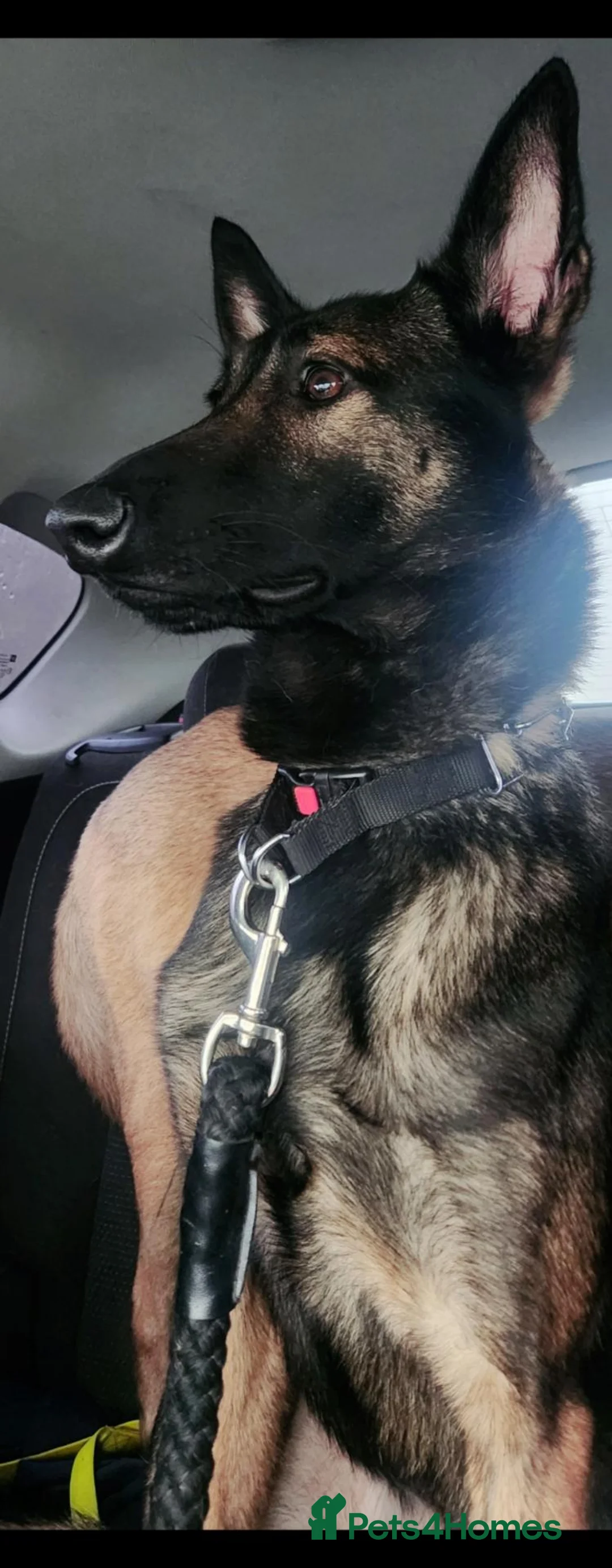 Mixed Breed dogs for sale: Luna & Monny 3 years old in Widnes - Advert 2