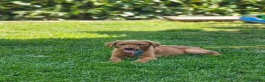 Labrador Retriever Puppy 2