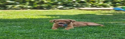Labrador Retriever dogs for sale: Fox Red Labrador Puppies - Advert 19