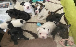 French Bulldog dogs for sale: 15th Gen French Bulldogs (KC reg / breed colours) in Nottingham - Image 3