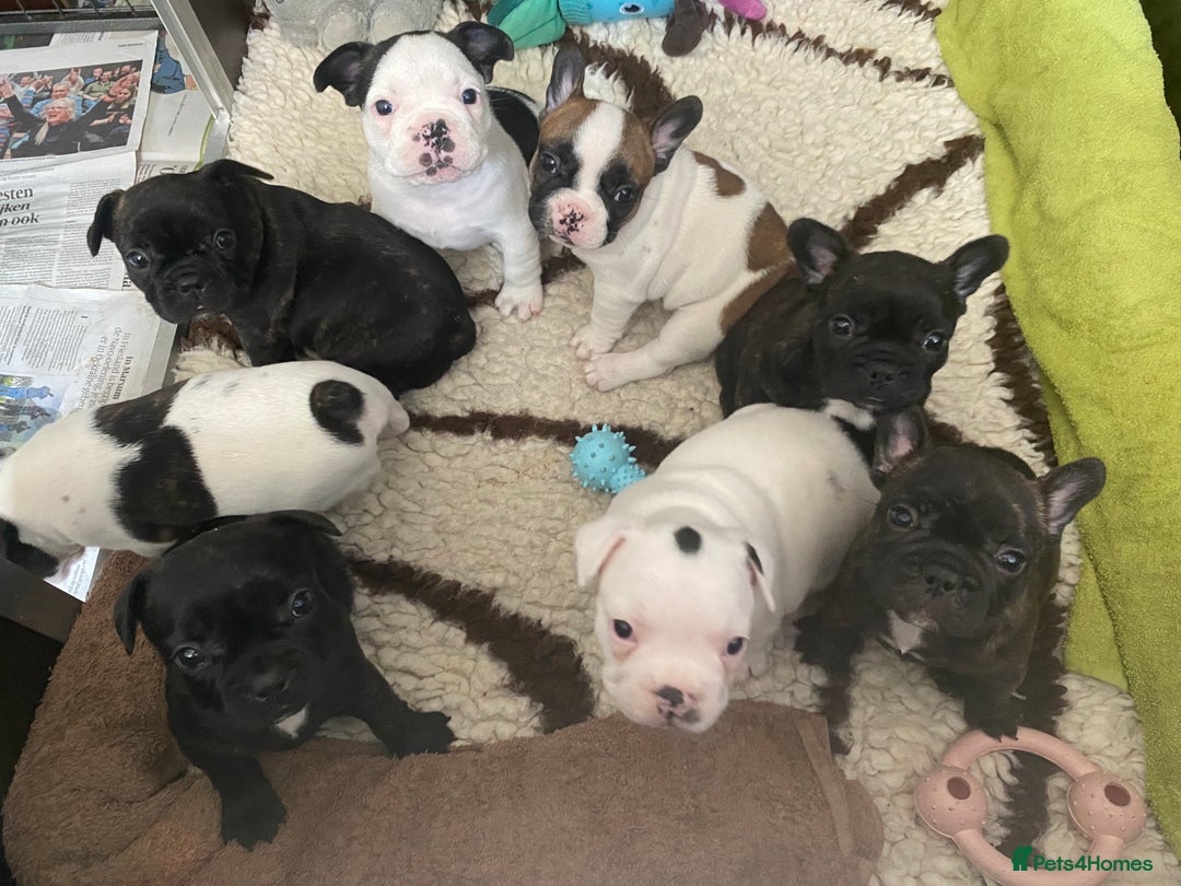 French Bulldog dogs for sale: 15th Gen French Bulldogs (KC reg / breed colours) in Nottingham - Image 3