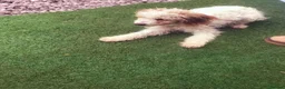 Cockapoo dogs for sale: Cockapoo - Advert 2