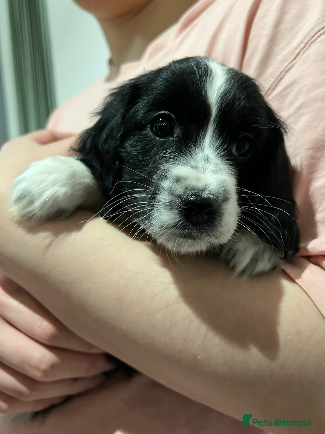 Cockapoo dogs for sale: Beautiful Cockapoo Puppies – 6 Boys & 2 Girls - Advert 34