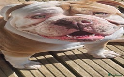 Olde English Bulldogge dogs for stud: Our son aka STITCH beautiful boy for stud aged 2 - Image 7