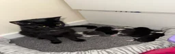 Domestic Shorthair cats for sale: LovelyLitter of 5 Healthy Kittens ready to reserve in Wednesbury - Advert 1