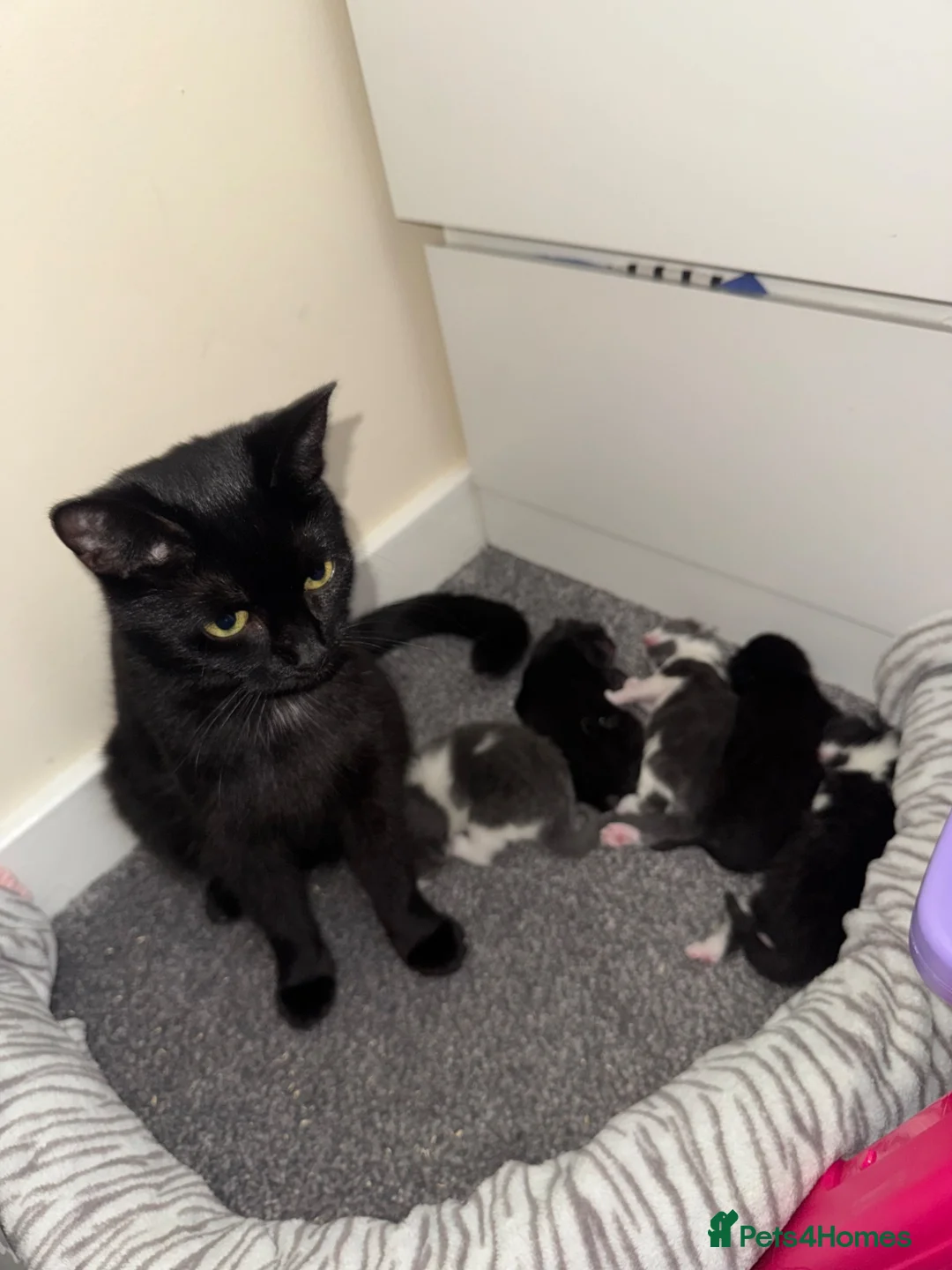 Domestic Shorthair cats for sale: LovelyLitter of 5 Healthy Kittens ready to reserve in Wednesbury - Advert 1