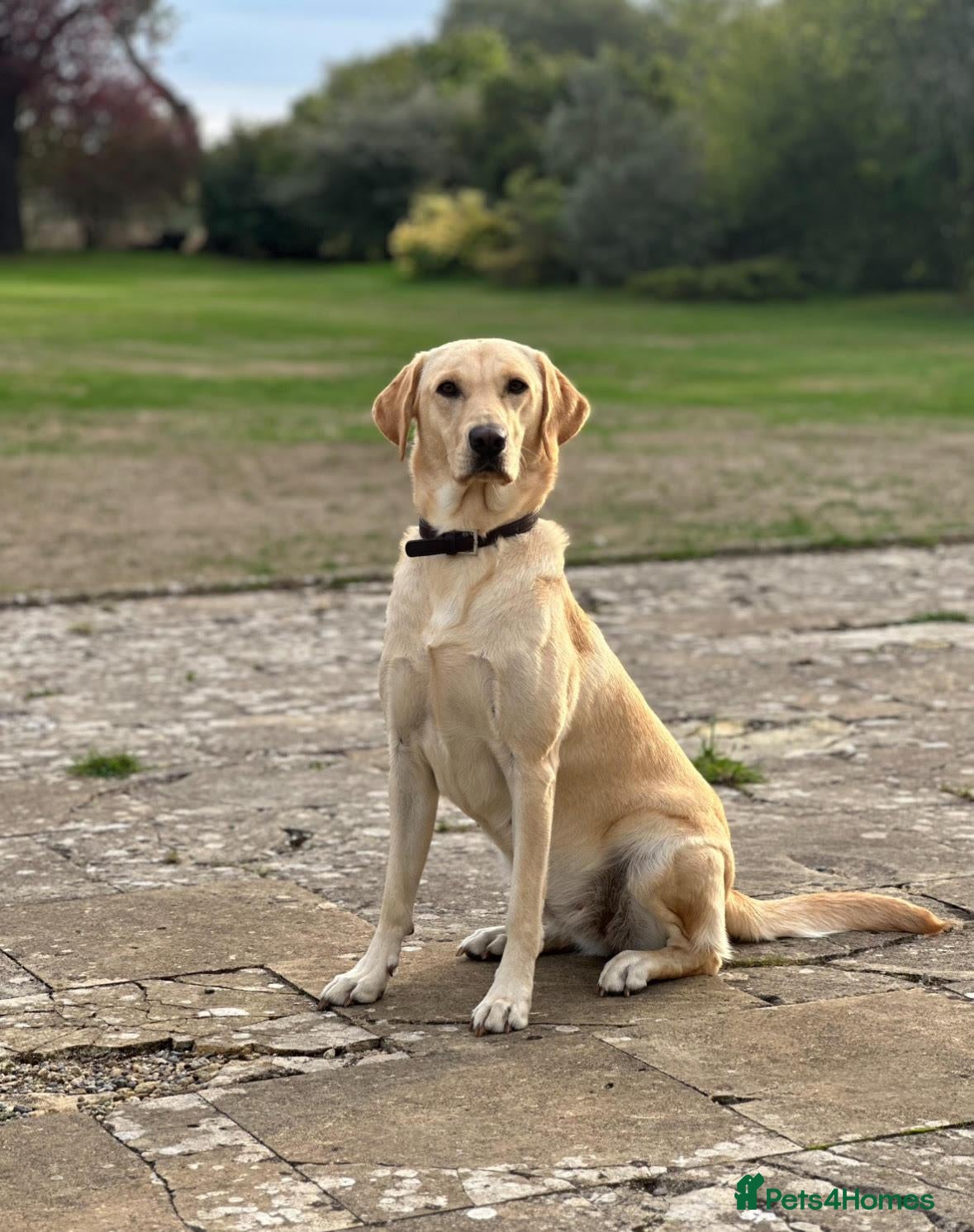 Labrador Retriever dogs K.C. Registered Puppies Health Checked Puppies - Advert 1