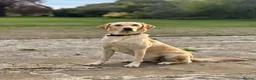Labrador Retriever dogs for sale: K.C. Registered Puppies Health Checked Puppies in Tewkesbury - Advert 1