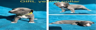 Whippet 6