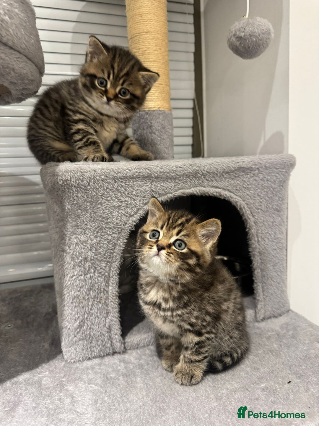 British Shorthair cats for sale: Adorable British Shorthair Male Kittens for Sale. - Advert 13