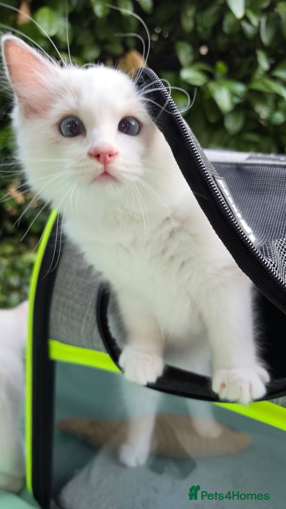 Ragdoll cats 2 Beautiful Blue Bi-Colour Ragdoll Kittens 🐾 - Advert 1