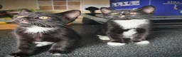 Mixed Breed cats for sale: 🐾 Clean, Healthy Bombay x Turkish Van Kittens - Advert 5