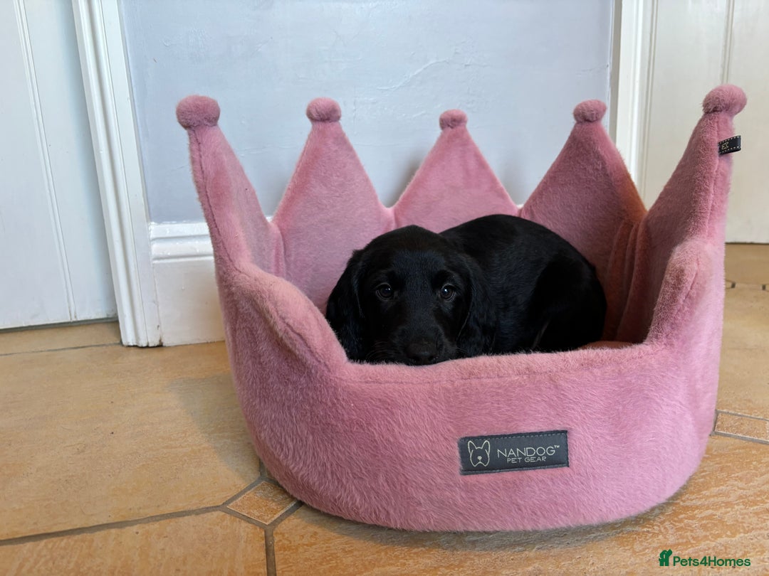 Labradoodle dogs for sale: ⭐️⭐️ Stunning F1 Miniature Labradoodles ⭐️⭐️ - Advert 10