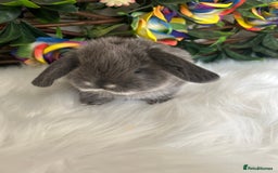 Mini Lop rabbits for sale: Pure Breed Mini lops  - Image 33