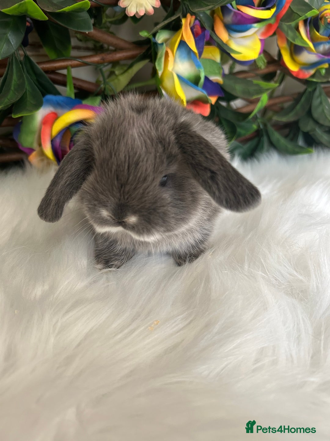 Mini Lop rabbits for sale: Pure Breed Mini lops  - Image 33