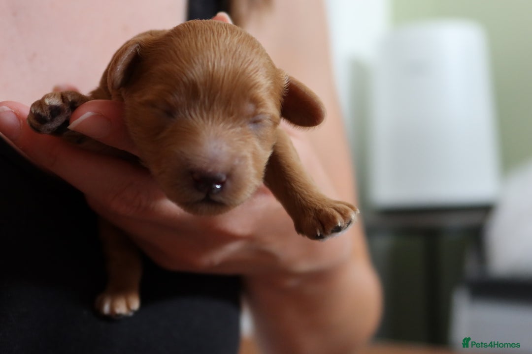 Aussiedoodle dogs for sale: Australian Labradoodles  in Middlesbrough - Image 15