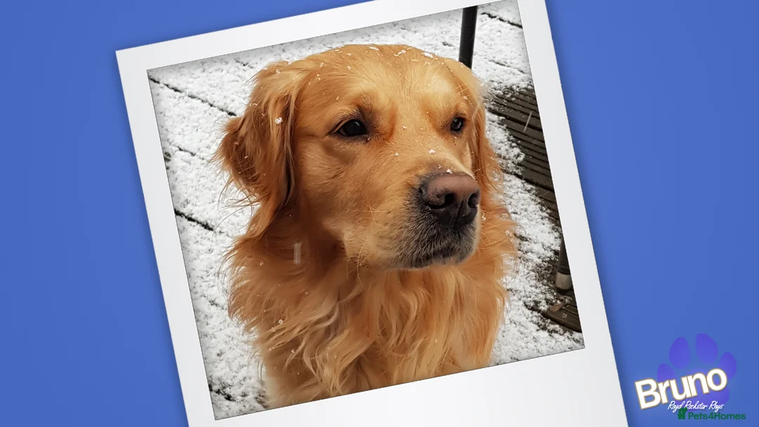 Golden Retriever dogs for stud: KCReg Well Proven Golden Stud, Health & DNA Tested in Wilmslow - Advert 10