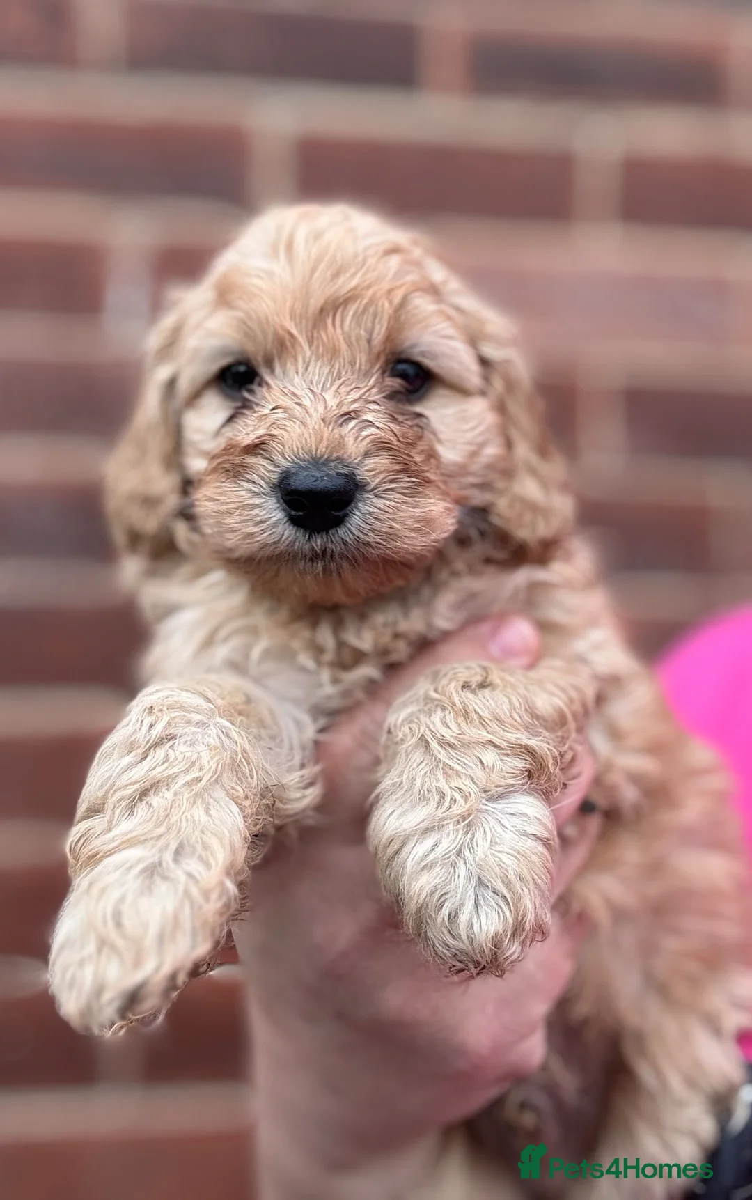Cavapoo dogs for sale: One Male ready to leave now   - Advert 1
