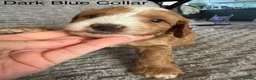 Cockapoo dogs for sale: Beautiful F2 Cockapoos  - Advert 22