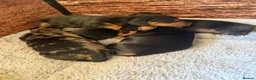 Dachshund dogs for sale: Miniature Dascshund smooth hair puppy’s  in Ilminster - Advert 30