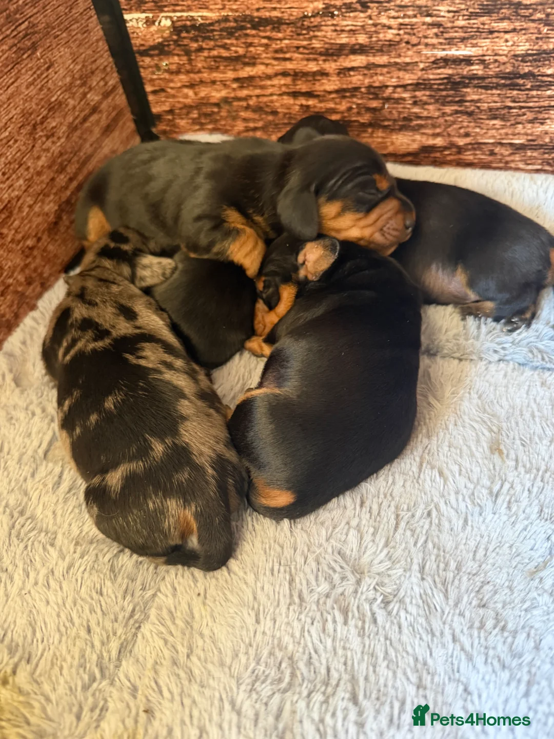 Dachshund dogs for sale: Miniature Dascshund smooth hair puppy’s  in Ilminster - Advert 30