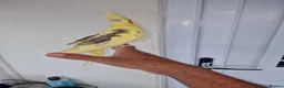 Cockatiels birds for sale: Super silly hand tamed baby budgies  - Advert 16
