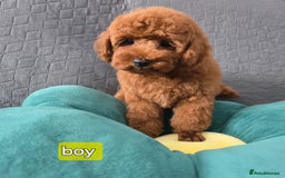 Toy Poodle dogs for sale: Toy poodle  K C Registered  - Image 2