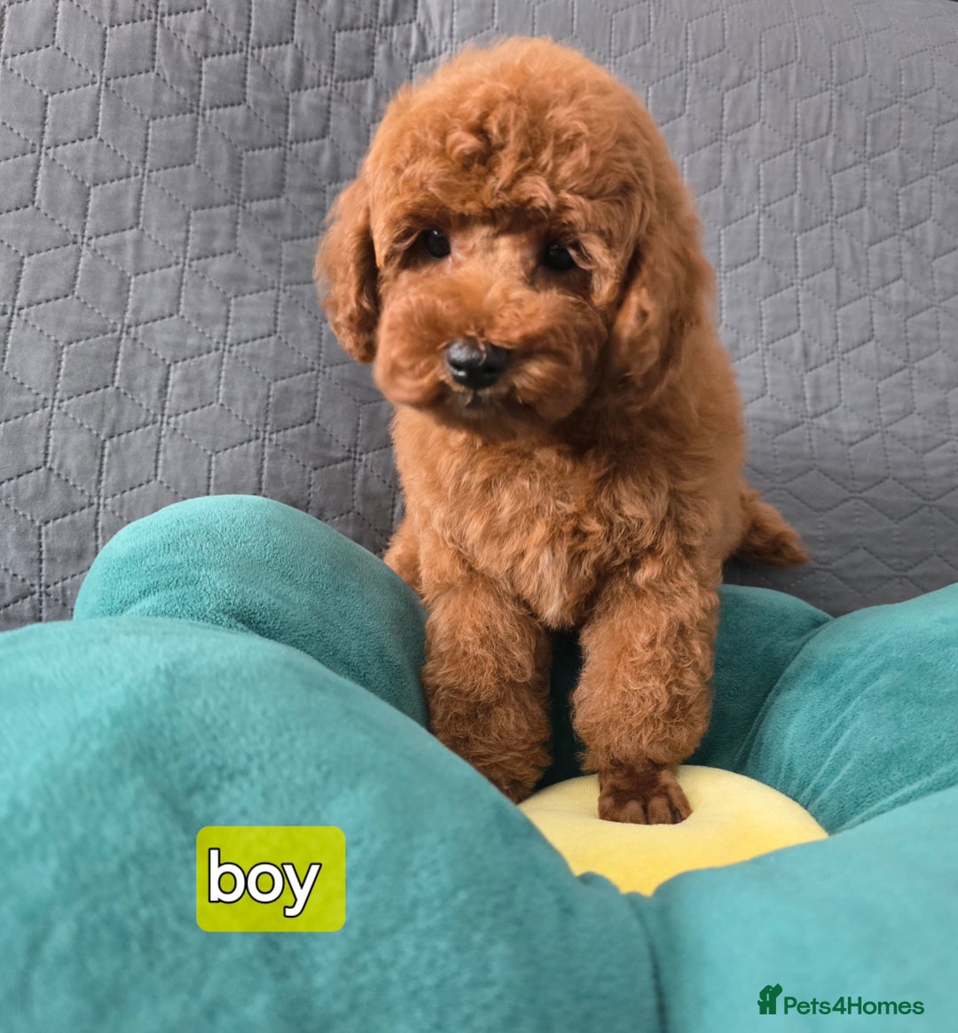 Toy Poodle dogs for sale: Toy poodle  K C Registered  - Image 2