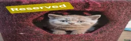 Scottish Fold cats for sale: 🐾 Beautiful Scottish Fold Kittens – £500 Each 🐾 - Advert 7