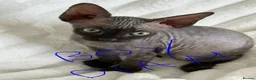 Sphynx cats for sale: Sphynx cannadian kittens ready now  - Advert 7