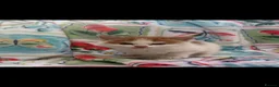 Mixed Breed cats for sale: Beautiful kittens  - Advert 2