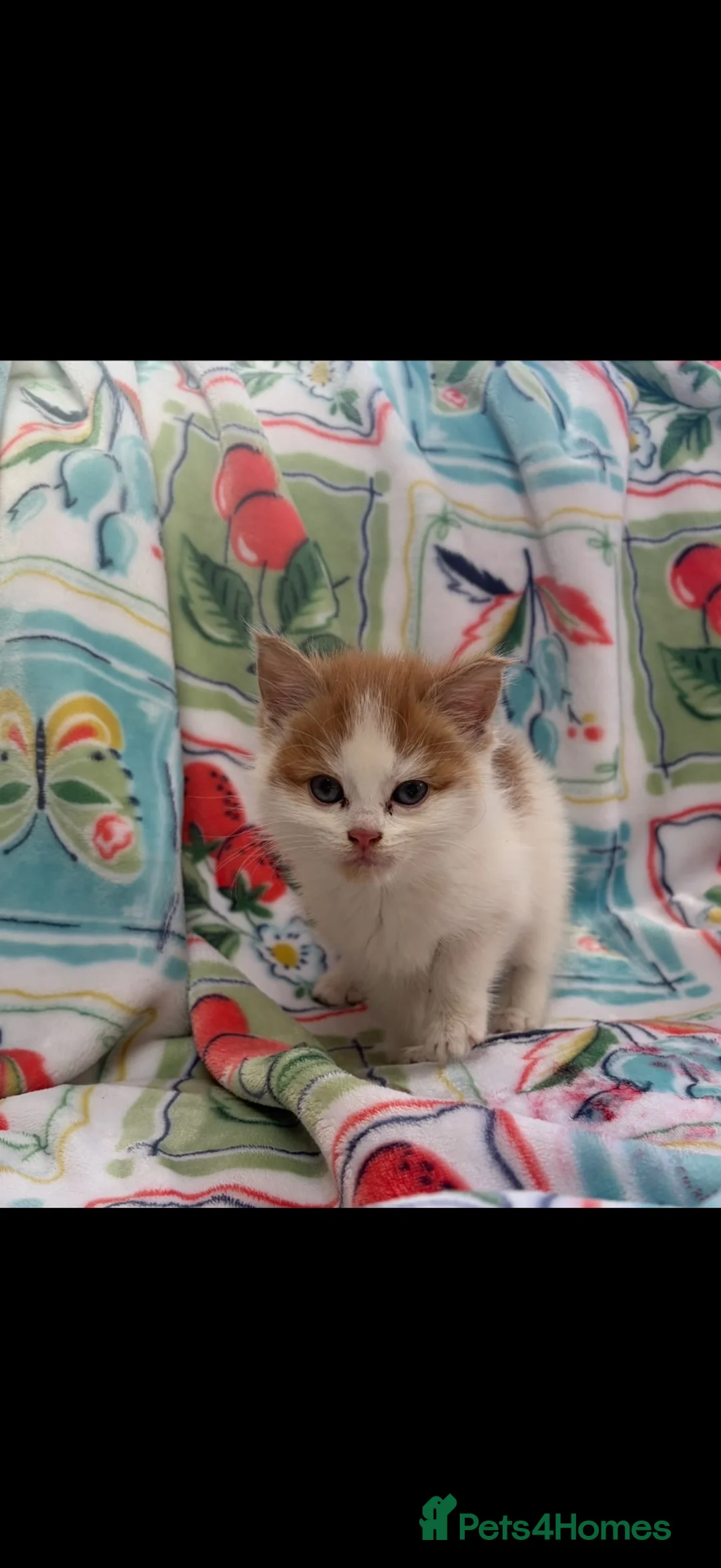 Mixed Breed cats for sale: Beautiful kittens  - Advert 2