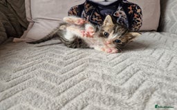 Mixed Breed cats for sale: Calico kittens. 1 girl 1 boy left - Image 11