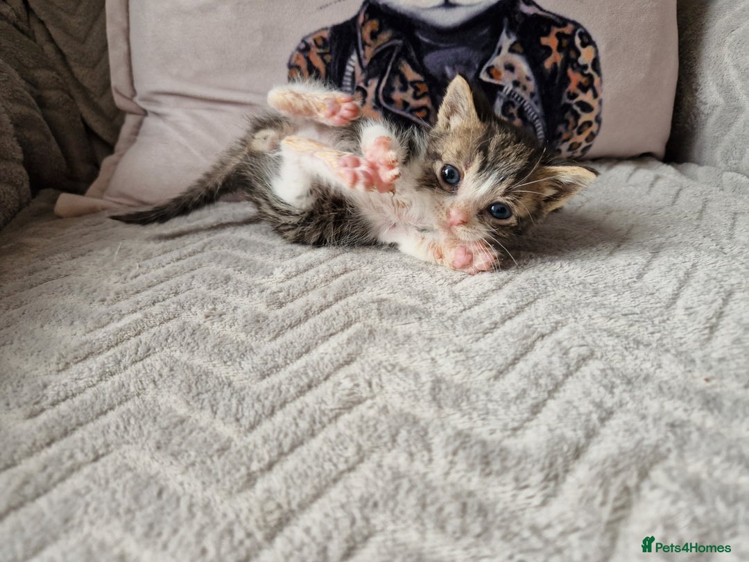 Mixed Breed cats for sale: Calico kittens. 1 girl 1 boy left - Image 11