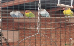 Lovebirds birds for sale: Lovebirds - Image 3