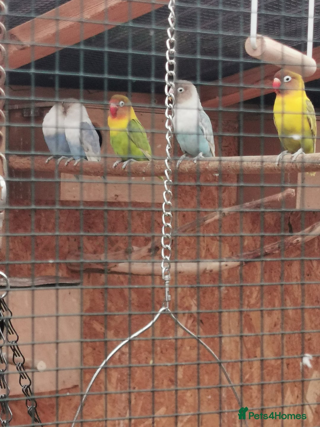 Lovebirds birds for sale: Lovebirds - Image 3