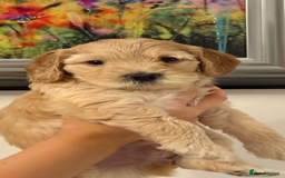 Cockapoo dogs for sale: Beautiful cockapoo pups - Image 7