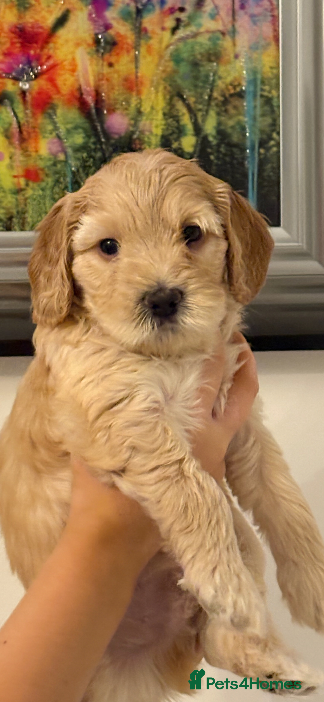 Cockapoo dogs for sale: Beautiful cockapoo pups - Image 7