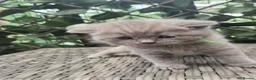 British Shorthair cats for sale: Full british shorthair kittens - Advert 2