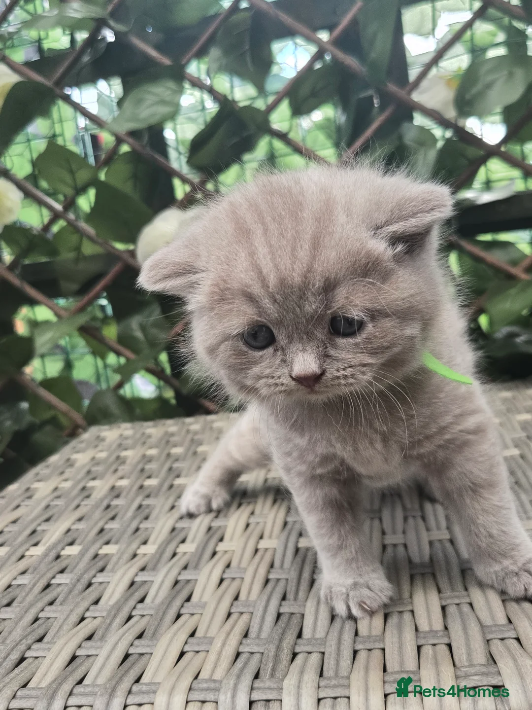 British Shorthair cats for sale: Full british shorthair kittens - Advert 2
