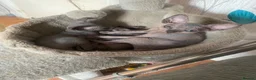 Sphynx cats for sale: Beautiful coloured kittens Spinx   - Advert 3