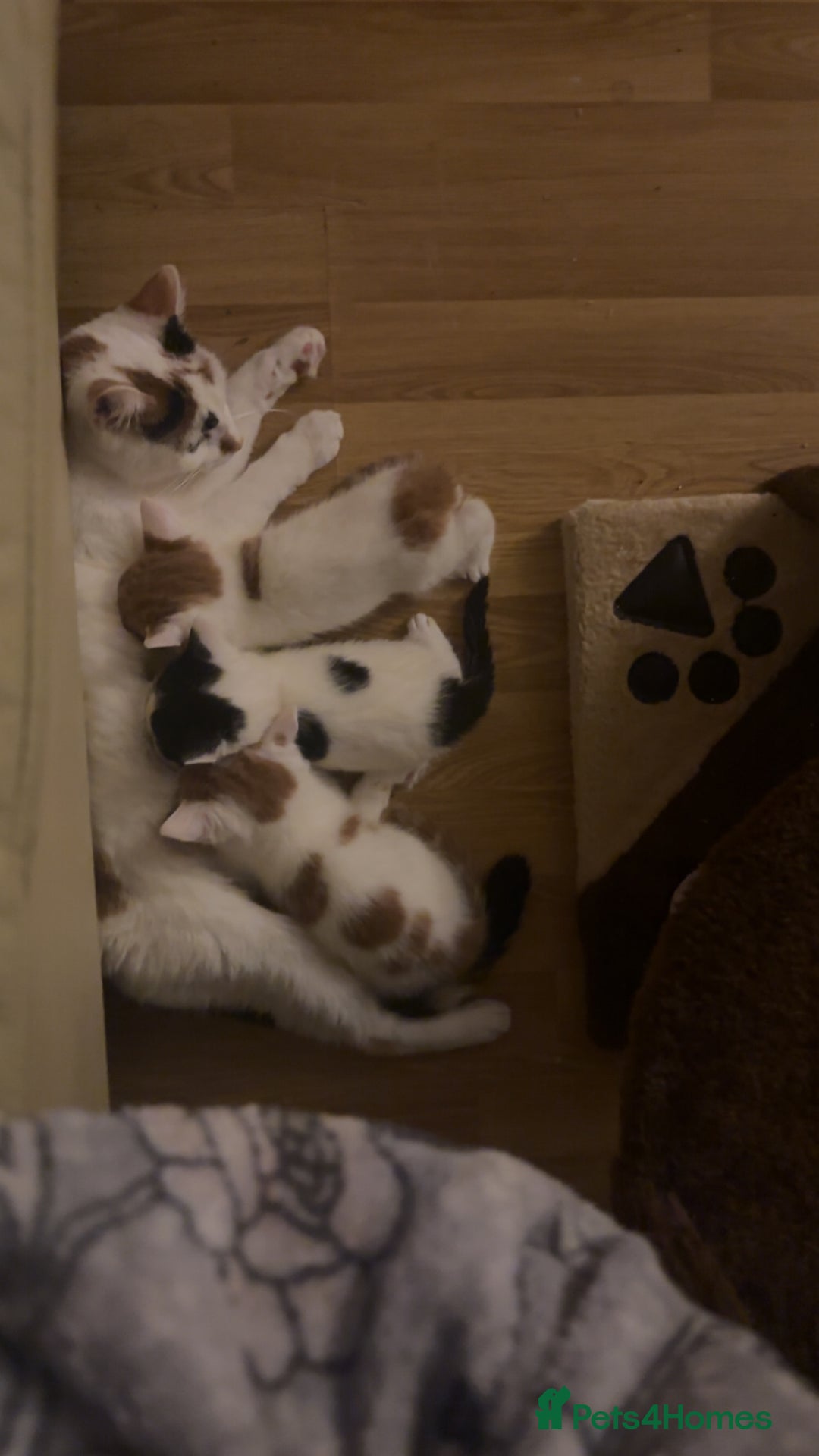 American Shorthair cats for sale: 2 ginger and white calico kittens  - Advert 3