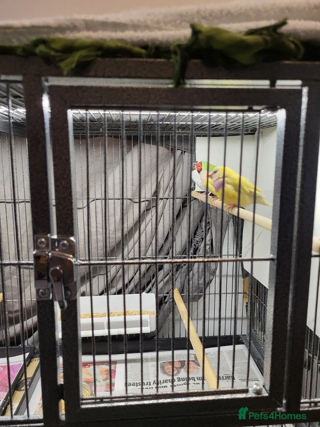 Finches birds for sale: Proven breeding pairs Gouldian finches - Advert 4
