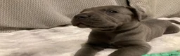 Cane Corso dogs for sale: Outstanding Cane Corsos | Champion Lines in Sheffield - Advert 4
