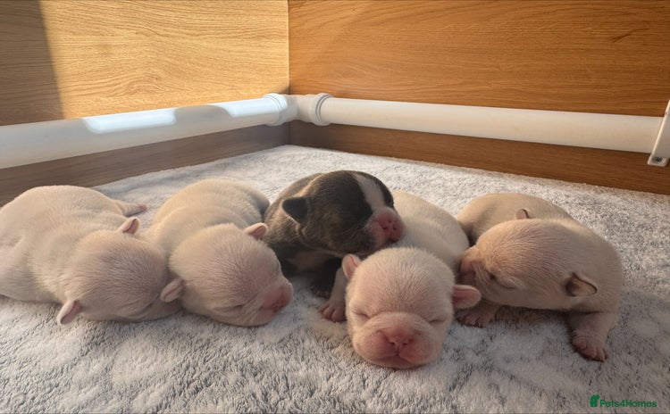 French Bulldog dogs - Advert 12