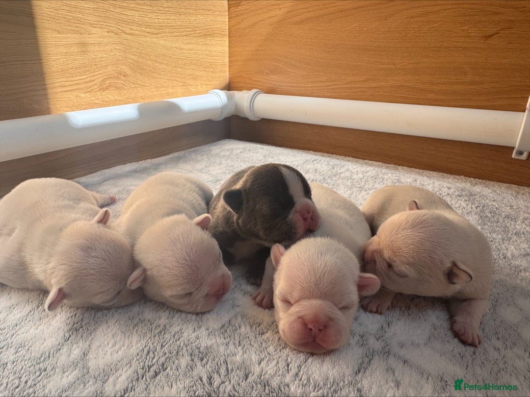 French Bulldog dogs for sale: KC FRENCH BULLDOG PUPPIES - READY NOW - Image 5