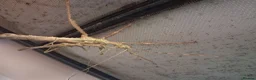 Stick Insects invertebrates for sale: Mixed breeds of stick insects  - Advert 4