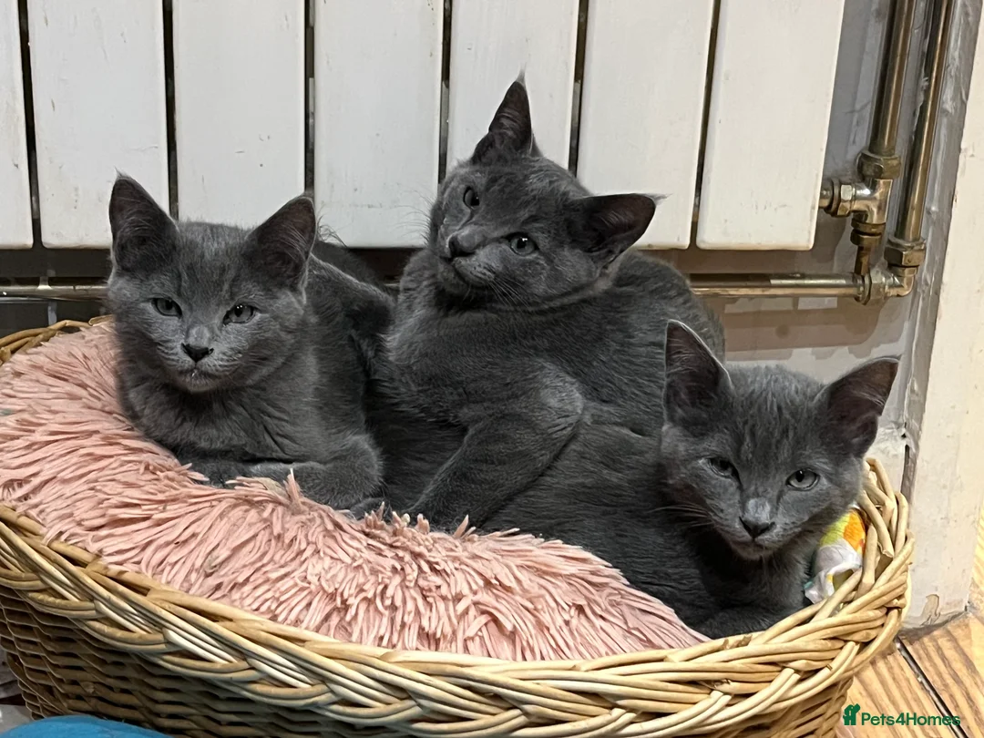 Oriental cats for sale: 2 beautiful female ragamese/siamese kittens - Advert 1